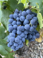 Grenache