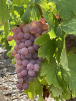 Grenache gris