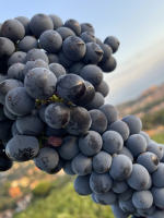 Mourvèdre